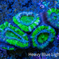 Ultra Acan Coral - Micromussa Lordhowensis - Acan Frag WYSIWYG A1R2B1 Ultra Acan Coral - Micromussa Lordhowensis - Acan Frag WYSIWYG A1R2B1 LPS Coral Ultra Acan Coral - Micromussa Lordhowensis - Acan Frag WYSIWYG A1R2B1 Zeo Box Reef