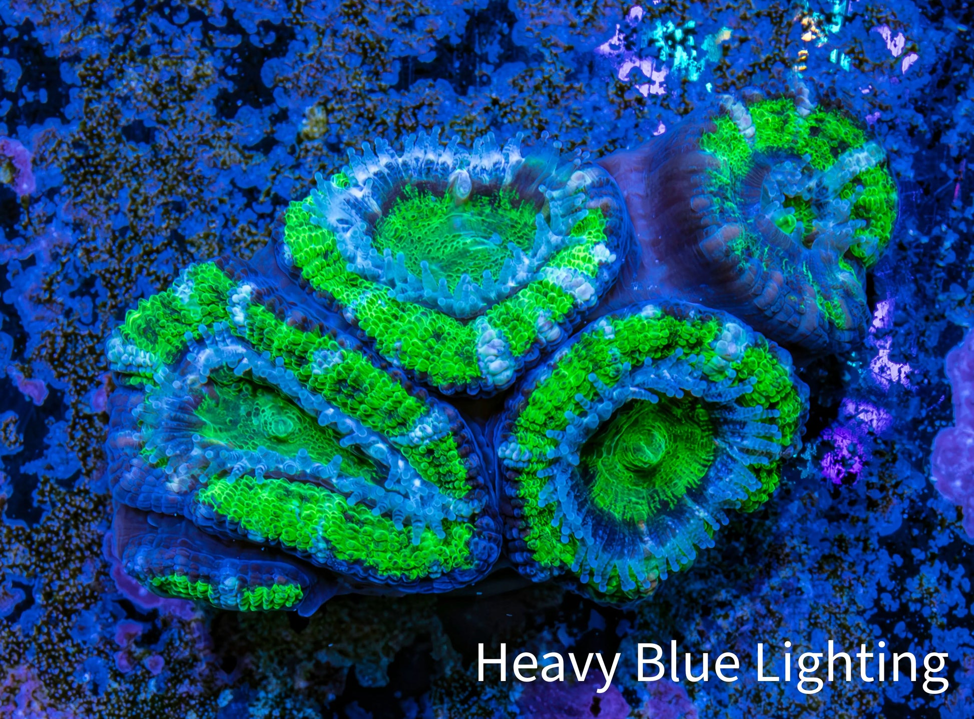 Ultra Acan Coral - Micromussa Lordhowensis - Acan Frag WYSIWYG A1R2B1 Ultra Acan Coral - Micromussa Lordhowensis - Acan Frag WYSIWYG A1R2B1 LPS Coral Ultra Acan Coral - Micromussa Lordhowensis - Acan Frag WYSIWYG A1R2B1 Zeo Box Reef