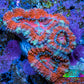 Ultra Acan Coral - Micromussa Lordhowensis - Acan Frag WYSIWYG A1R2B1 Ultra Acan Coral - Micromussa Lordhowensis - Acan Frag WYSIWYG A1R2B1 LPS Coral Ultra Acan Coral - Micromussa Lordhowensis - Acan Frag WYSIWYG A1R2B1 Zeo Box Reef