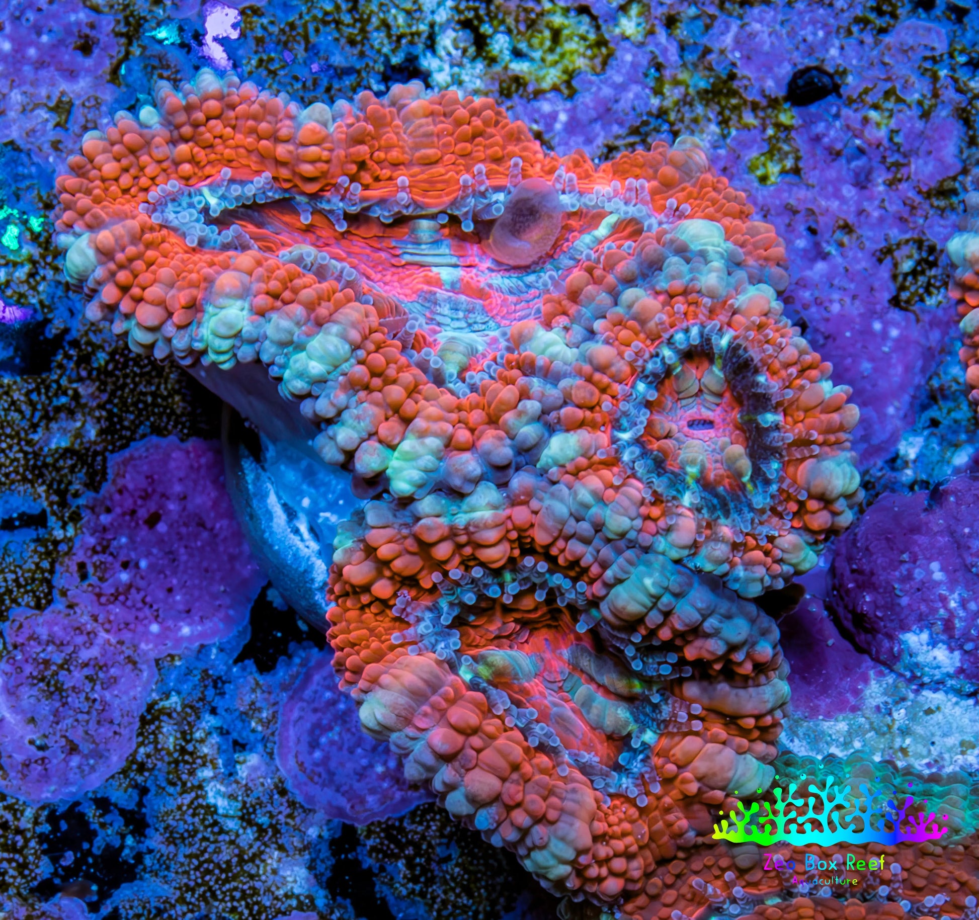 Ultra Acan Coral - Micromussa Lordhowensis - Acan Frag WYSIWYG A1R2B1 Ultra Acan Coral - Micromussa Lordhowensis - Acan Frag WYSIWYG A1R2B1 LPS Coral Ultra Acan Coral - Micromussa Lordhowensis - Acan Frag WYSIWYG A1R2B1 Zeo Box Reef