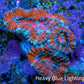 Ultra Acan Coral - Micromussa Lordhowensis - Acan Frag WYSIWYG A1R2B1 Ultra Acan Coral - Micromussa Lordhowensis - Acan Frag WYSIWYG A1R2B1 LPS Coral Ultra Acan Coral - Micromussa Lordhowensis - Acan Frag WYSIWYG A1R2B1 Zeo Box Reef