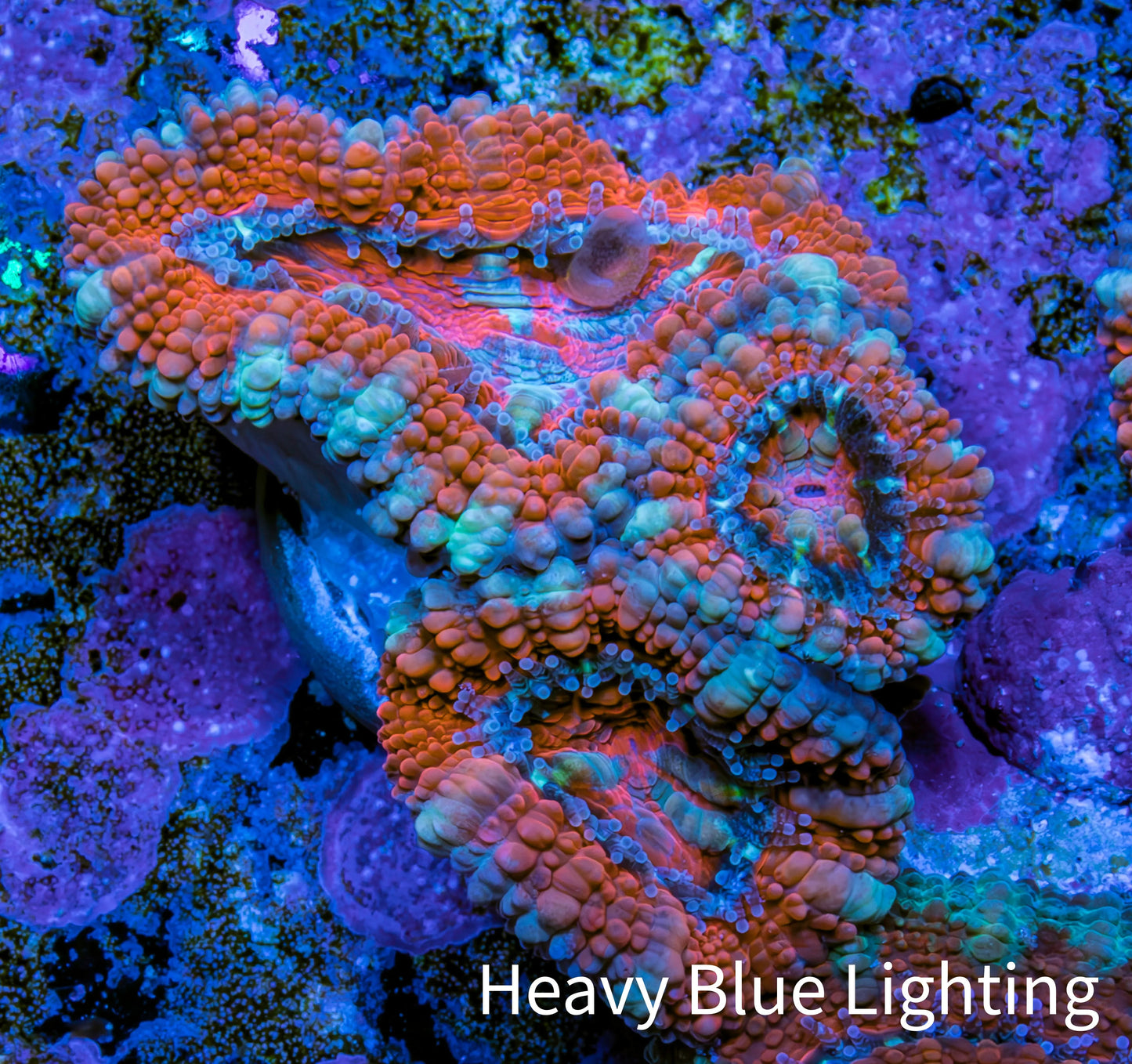 Ultra Acan Coral - Micromussa Lordhowensis - Acan Frag WYSIWYG A1R2B1 Ultra Acan Coral - Micromussa Lordhowensis - Acan Frag WYSIWYG A1R2B1 LPS Coral Ultra Acan Coral - Micromussa Lordhowensis - Acan Frag WYSIWYG A1R2B1 Zeo Box Reef