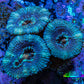 Ultra Acan Coral - Micromussa Lordhowensis - Acan Frag WYSIWYG A1R2B2 Ultra Acan Coral - Micromussa Lordhowensis - Acan Frag WYSIWYG A1R2B2 LPS Coral Ultra Acan Coral - Micromussa Lordhowensis - Acan Frag WYSIWYG A1R2B2 Zeo Box Reef