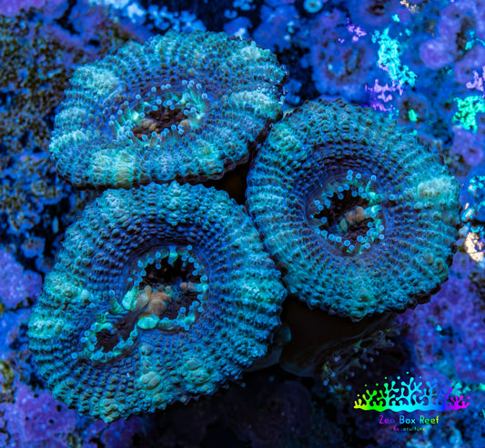 Ultra Acan Coral - Micromussa Lordhowensis - Acan Frag WYSIWYG A1R2B2 Ultra Acan Coral - Micromussa Lordhowensis - Acan Frag WYSIWYG A1R2B2 LPS Coral Ultra Acan Coral - Micromussa Lordhowensis - Acan Frag WYSIWYG A1R2B2 Zeo Box Reef