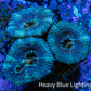 Ultra Acan Coral - Micromussa Lordhowensis - Acan Frag WYSIWYG A1R2B2 Ultra Acan Coral - Micromussa Lordhowensis - Acan Frag WYSIWYG A1R2B2 LPS Coral Ultra Acan Coral - Micromussa Lordhowensis - Acan Frag WYSIWYG A1R2B2 Zeo Box Reef