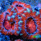 Ultra Acan Coral - Micromussa Lordhowensis - Acan Frag WYSIWYG A1R3B1 Ultra Acan Coral - Micromussa Lordhowensis - Acan Frag WYSIWYG A1R3B1 LPS Coral Ultra Acan Coral - Micromussa Lordhowensis - Acan Frag WYSIWYG A1R3B1 Zeo Box Reef