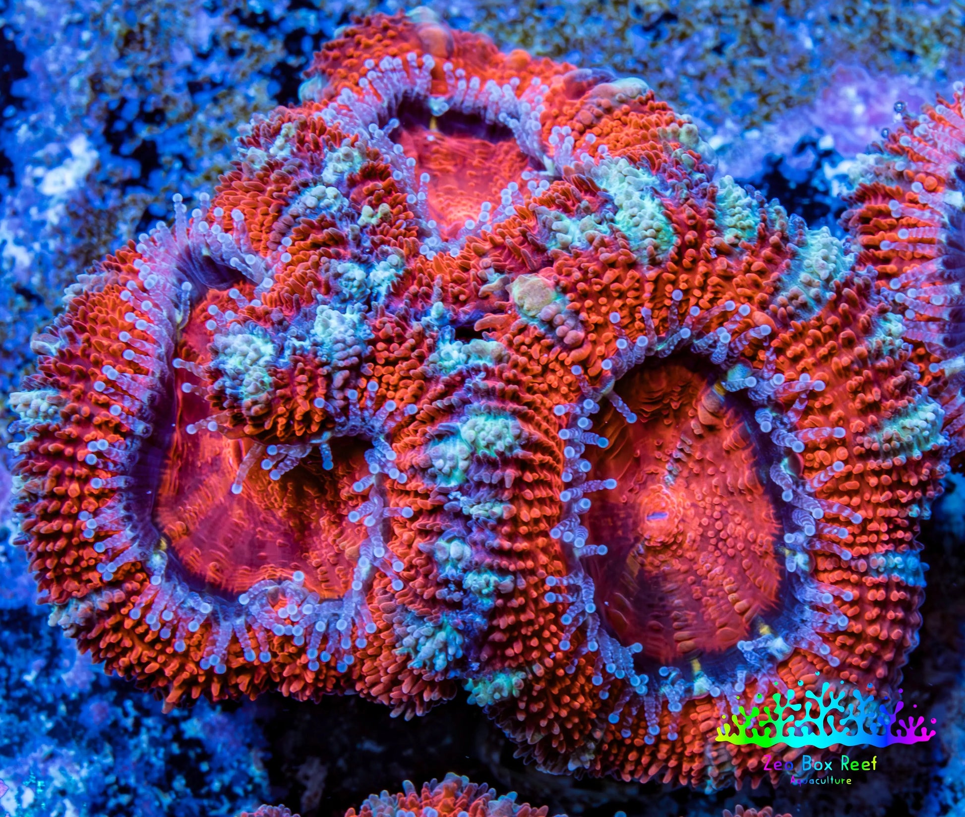 Ultra Acan Coral - Micromussa Lordhowensis - Acan Frag WYSIWYG A1R3B1 Ultra Acan Coral - Micromussa Lordhowensis - Acan Frag WYSIWYG A1R3B1 LPS Coral Ultra Acan Coral - Micromussa Lordhowensis - Acan Frag WYSIWYG A1R3B1 Zeo Box Reef