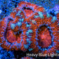 Ultra Acan Coral - Micromussa Lordhowensis - Acan Frag WYSIWYG A1R3B1 Ultra Acan Coral - Micromussa Lordhowensis - Acan Frag WYSIWYG A1R3B1 LPS Coral Ultra Acan Coral - Micromussa Lordhowensis - Acan Frag WYSIWYG A1R3B1 Zeo Box Reef