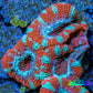 Ultra Acan Coral - Micromussa Lordhowensis - Acan Frag WYSIWYG A1R3B1 Ultra Acan Coral - Micromussa Lordhowensis - Acan Frag WYSIWYG A1R3B1 LPS Coral Ultra Acan Coral - Micromussa Lordhowensis - Acan Frag WYSIWYG A1R3B1 Zeo Box Reef