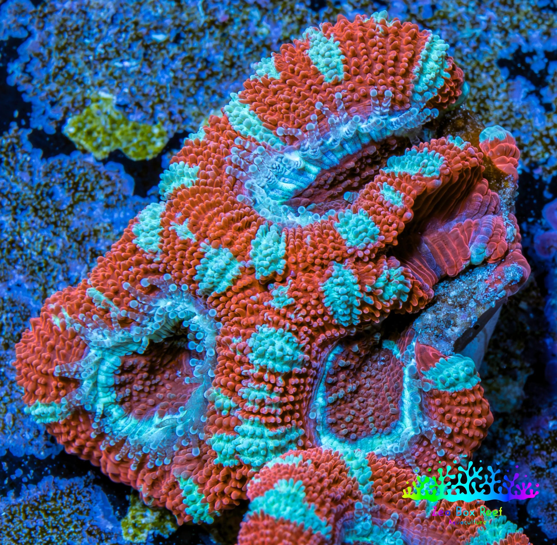 Ultra Acan Coral - Micromussa Lordhowensis - Acan Frag WYSIWYG A1R3B1 Ultra Acan Coral - Micromussa Lordhowensis - Acan Frag WYSIWYG A1R3B1 LPS Coral Ultra Acan Coral - Micromussa Lordhowensis - Acan Frag WYSIWYG A1R3B1 Zeo Box Reef