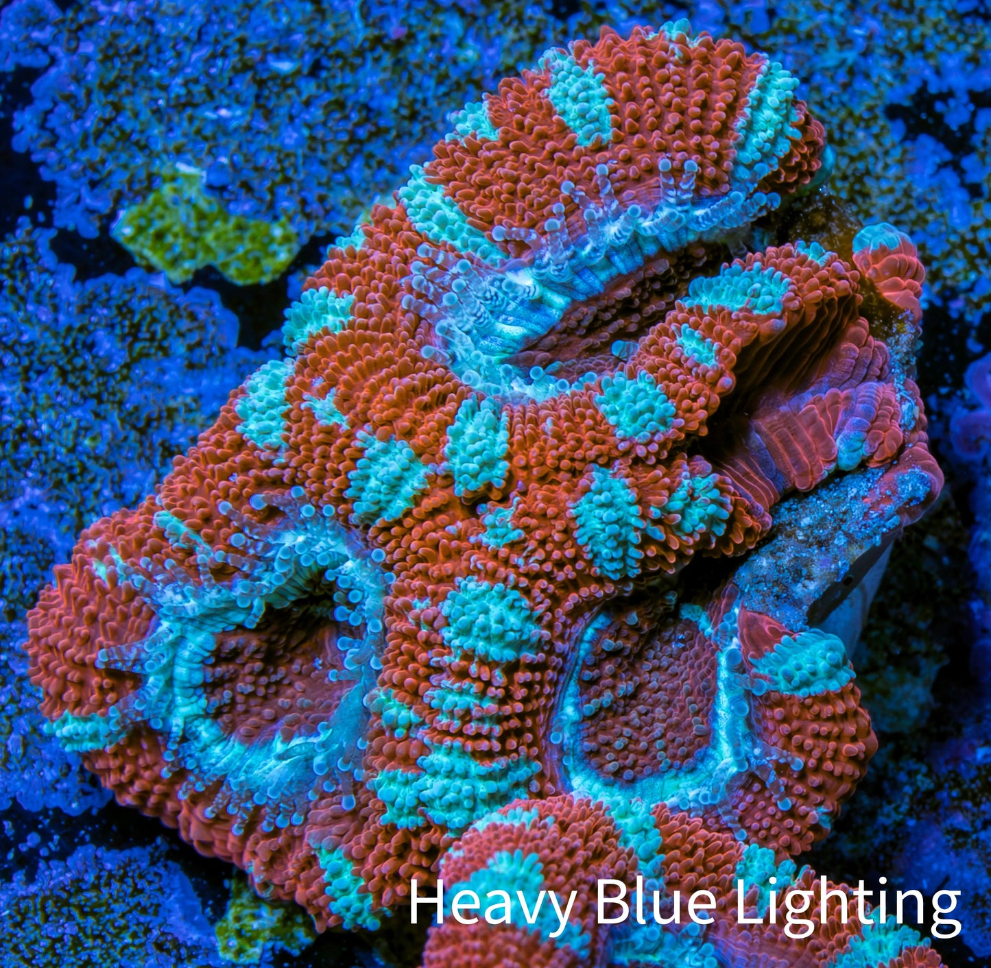 Ultra Acan Coral - Micromussa Lordhowensis - Acan Frag WYSIWYG A1R3B1 Ultra Acan Coral - Micromussa Lordhowensis - Acan Frag WYSIWYG A1R3B1 LPS Coral Ultra Acan Coral - Micromussa Lordhowensis - Acan Frag WYSIWYG A1R3B1 Zeo Box Reef