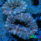 Ultra Acan Coral - Micromussa Lordhowensis - Acan Frag WYSIWYG A1R3B1 Ultra Acan Coral - Micromussa Lordhowensis - Acan Frag WYSIWYG A1R3B1 LPS Coral Ultra Acan Coral - Micromussa Lordhowensis - Acan Frag WYSIWYG A1R3B1 Zeo Box Reef