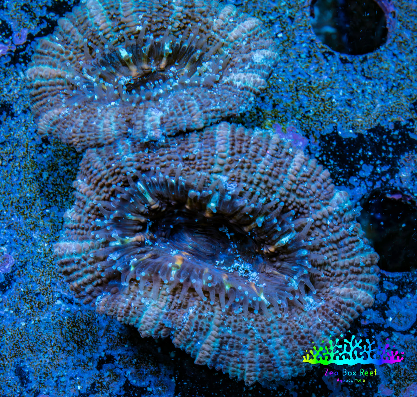 Ultra Acan Coral - Micromussa Lordhowensis - Acan Frag WYSIWYG A1R3B1 Ultra Acan Coral - Micromussa Lordhowensis - Acan Frag WYSIWYG A1R3B1 LPS Coral Ultra Acan Coral - Micromussa Lordhowensis - Acan Frag WYSIWYG A1R3B1 Zeo Box Reef