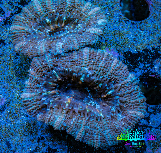 Ultra Acan Coral - Micromussa Lordhowensis - Acan Frag WYSIWYG A1R3B1 Ultra Acan Coral - Micromussa Lordhowensis - Acan Frag WYSIWYG A1R3B1 LPS Coral Ultra Acan Coral - Micromussa Lordhowensis - Acan Frag WYSIWYG A1R3B1 Zeo Box Reef