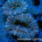 Ultra Acan Coral - Micromussa Lordhowensis - Acan Frag WYSIWYG A1R3B1 Ultra Acan Coral - Micromussa Lordhowensis - Acan Frag WYSIWYG A1R3B1 LPS Coral Ultra Acan Coral - Micromussa Lordhowensis - Acan Frag WYSIWYG A1R3B1 Zeo Box Reef