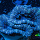 Ultra Acan Coral - Micromussa Lordhowensis - Acan Frag WYSIWYG A1R3B2 Ultra Acan Coral - Micromussa Lordhowensis - Acan Frag WYSIWYG A1R3B2 LPS Coral Ultra Acan Coral - Micromussa Lordhowensis - Acan Frag WYSIWYG A1R3B2 Zeo Box Reef