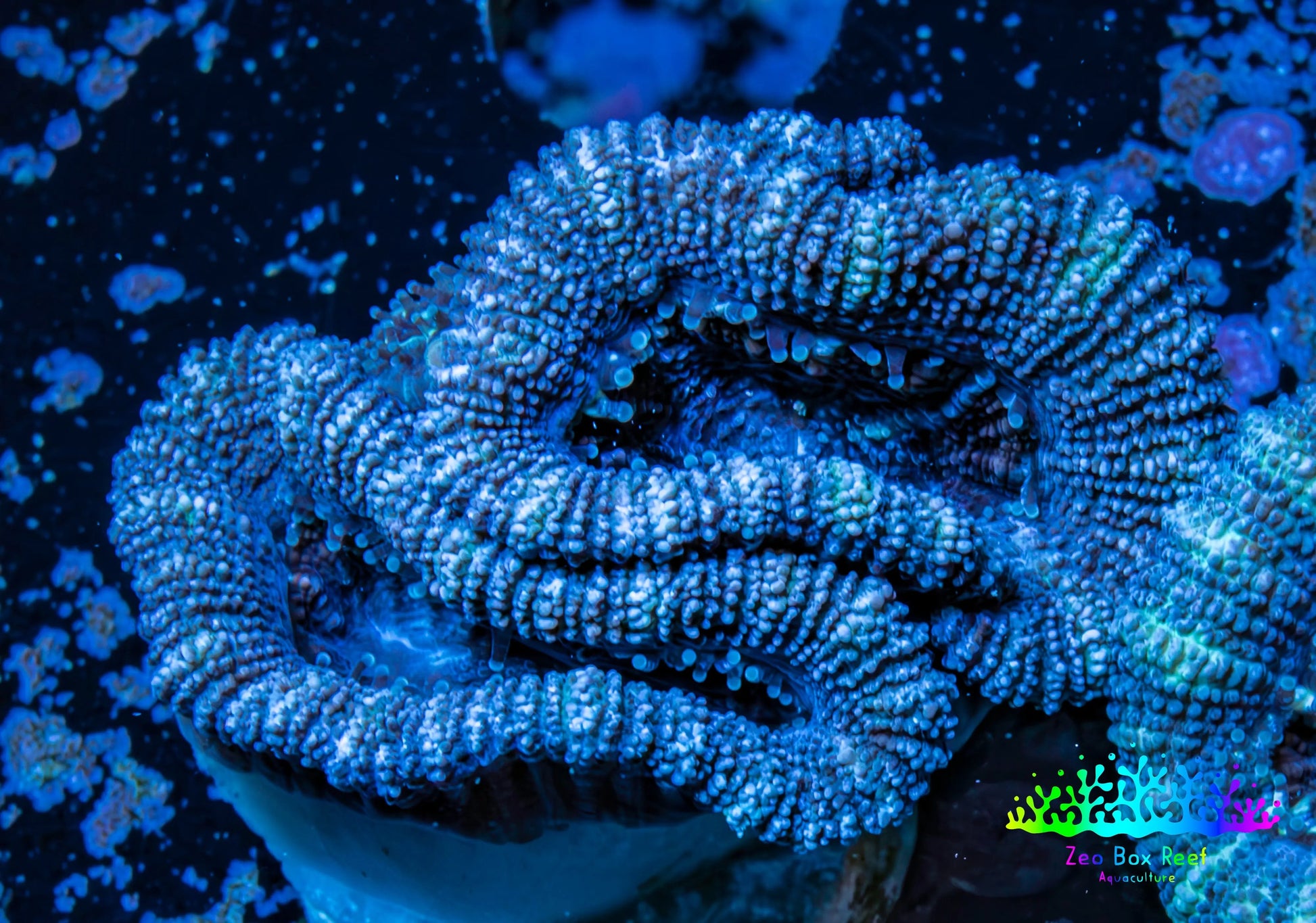 Ultra Acan Coral - Micromussa Lordhowensis - Acan Frag WYSIWYG A1R3B2 Ultra Acan Coral - Micromussa Lordhowensis - Acan Frag WYSIWYG A1R3B2 LPS Coral Ultra Acan Coral - Micromussa Lordhowensis - Acan Frag WYSIWYG A1R3B2 Zeo Box Reef