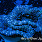Ultra Acan Coral - Micromussa Lordhowensis - Acan Frag WYSIWYG A1R3B2 Ultra Acan Coral - Micromussa Lordhowensis - Acan Frag WYSIWYG A1R3B2 LPS Coral Ultra Acan Coral - Micromussa Lordhowensis - Acan Frag WYSIWYG A1R3B2 Zeo Box Reef