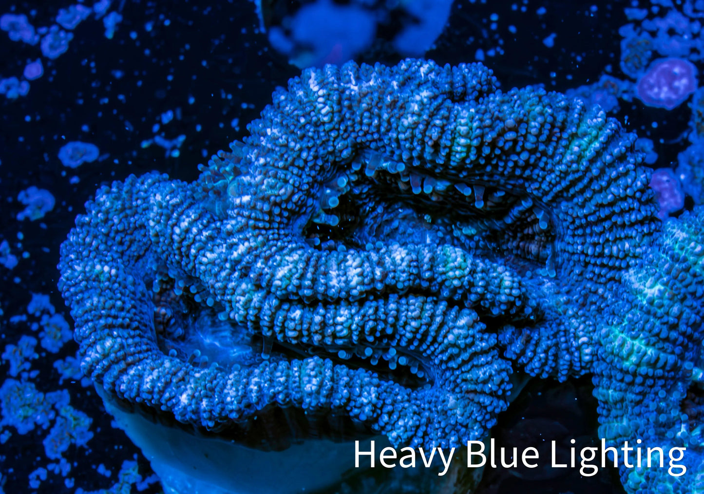 Ultra Acan Coral - Micromussa Lordhowensis - Acan Frag WYSIWYG A1R3B2 Ultra Acan Coral - Micromussa Lordhowensis - Acan Frag WYSIWYG A1R3B2 LPS Coral Ultra Acan Coral - Micromussa Lordhowensis - Acan Frag WYSIWYG A1R3B2 Zeo Box Reef