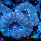 Ultra Acan Coral - Micromussa Lordhowensis - Acan Frag WYSIWYG A1R3B2 Ultra Acan Coral - Micromussa Lordhowensis - Acan Frag WYSIWYG A1R3B2 LPS Coral Ultra Acan Coral - Micromussa Lordhowensis - Acan Frag WYSIWYG A1R3B2 Zeo Box Reef
