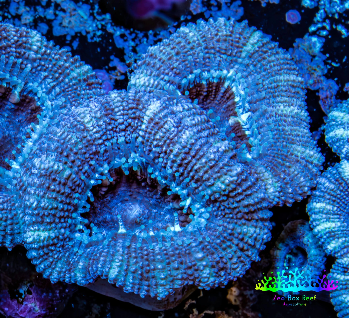 Ultra Acan Coral - Micromussa Lordhowensis - Acan Frag WYSIWYG A1R3B2 Ultra Acan Coral - Micromussa Lordhowensis - Acan Frag WYSIWYG A1R3B2 LPS Coral Ultra Acan Coral - Micromussa Lordhowensis - Acan Frag WYSIWYG A1R3B2 Zeo Box Reef