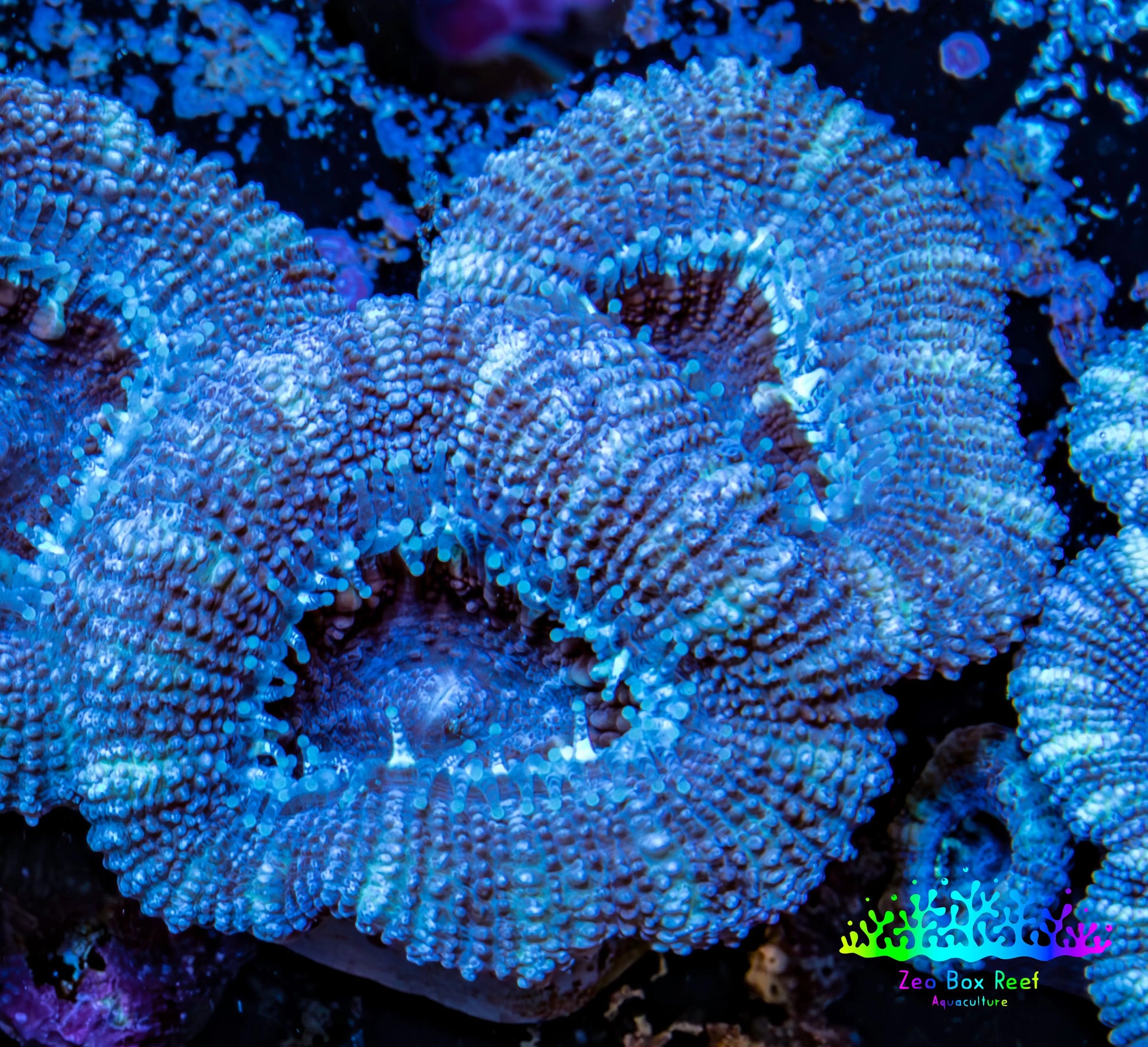 Ultra Acan Coral - Micromussa Lordhowensis - Acan Frag WYSIWYG A1R3B2 Ultra Acan Coral - Micromussa Lordhowensis - Acan Frag WYSIWYG A1R3B2 LPS Coral Ultra Acan Coral - Micromussa Lordhowensis - Acan Frag WYSIWYG A1R3B2 Zeo Box Reef