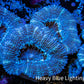 Ultra Acan Coral - Micromussa Lordhowensis - Acan Frag WYSIWYG A1R3B2 Ultra Acan Coral - Micromussa Lordhowensis - Acan Frag WYSIWYG A1R3B2 LPS Coral Ultra Acan Coral - Micromussa Lordhowensis - Acan Frag WYSIWYG A1R3B2 Zeo Box Reef