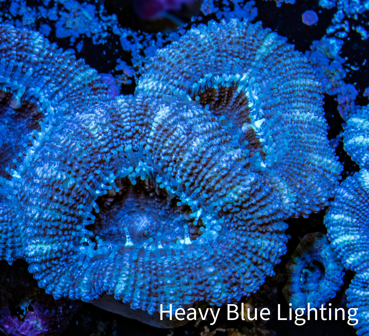 Ultra Acan Coral - Micromussa Lordhowensis - Acan Frag WYSIWYG A1R3B2 Ultra Acan Coral - Micromussa Lordhowensis - Acan Frag WYSIWYG A1R3B2 LPS Coral Ultra Acan Coral - Micromussa Lordhowensis - Acan Frag WYSIWYG A1R3B2 Zeo Box Reef