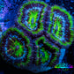 Ultra Acan Coral - Micromussa Lordhowensis - Acan Frag WYSIWYG A2R2B1 Ultra Acan Coral - Micromussa Lordhowensis - Acan Frag WYSIWYG A2R2B1 LPS Coral Ultra Acan Coral - Micromussa Lordhowensis - Acan Frag WYSIWYG A2R2B1 Zeo Box Reef