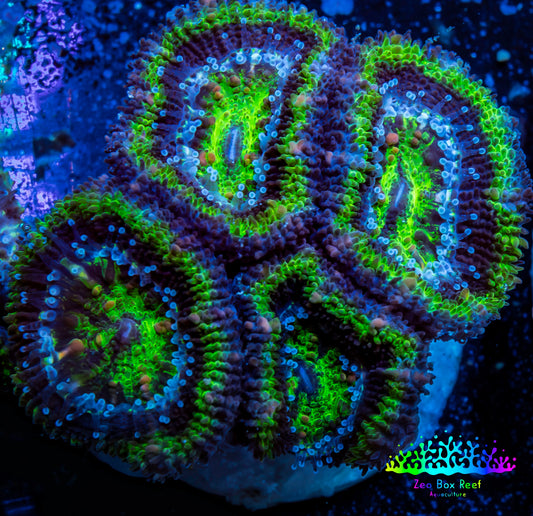 Ultra Acan Coral - Micromussa Lordhowensis - Acan Frag WYSIWYG A2R2B1 Ultra Acan Coral - Micromussa Lordhowensis - Acan Frag WYSIWYG A2R2B1 LPS Coral Ultra Acan Coral - Micromussa Lordhowensis - Acan Frag WYSIWYG A2R2B1 Zeo Box Reef