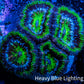 Ultra Acan Coral - Micromussa Lordhowensis - Acan Frag WYSIWYG A2R2B1 Ultra Acan Coral - Micromussa Lordhowensis - Acan Frag WYSIWYG A2R2B1 LPS Coral Ultra Acan Coral - Micromussa Lordhowensis - Acan Frag WYSIWYG A2R2B1 Zeo Box Reef