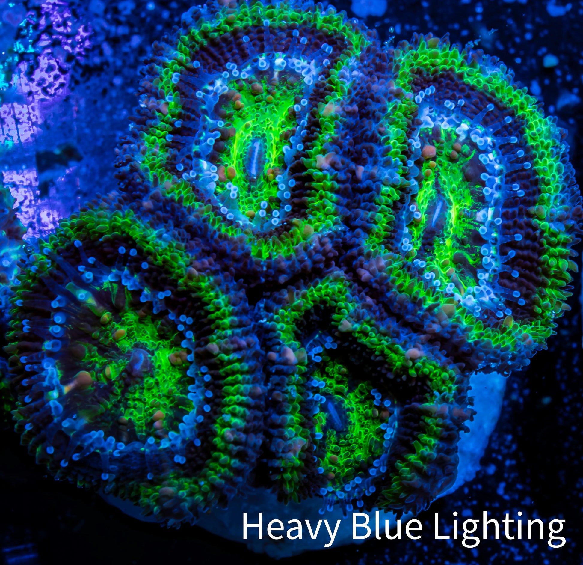 Ultra Acan Coral - Micromussa Lordhowensis - Acan Frag WYSIWYG A2R2B1 Ultra Acan Coral - Micromussa Lordhowensis - Acan Frag WYSIWYG A2R2B1 LPS Coral Ultra Acan Coral - Micromussa Lordhowensis - Acan Frag WYSIWYG A2R2B1 Zeo Box Reef