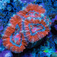 Ultra Acan Coral - Micromussa Lordhowensis - Acan Frag WYSIWYG A2R2B1 Ultra Acan Coral - Micromussa Lordhowensis - Acan Frag WYSIWYG A2R2B1 LPS Coral Ultra Acan Coral - Micromussa Lordhowensis - Acan Frag WYSIWYG A2R2B1 Zeo Box Reef