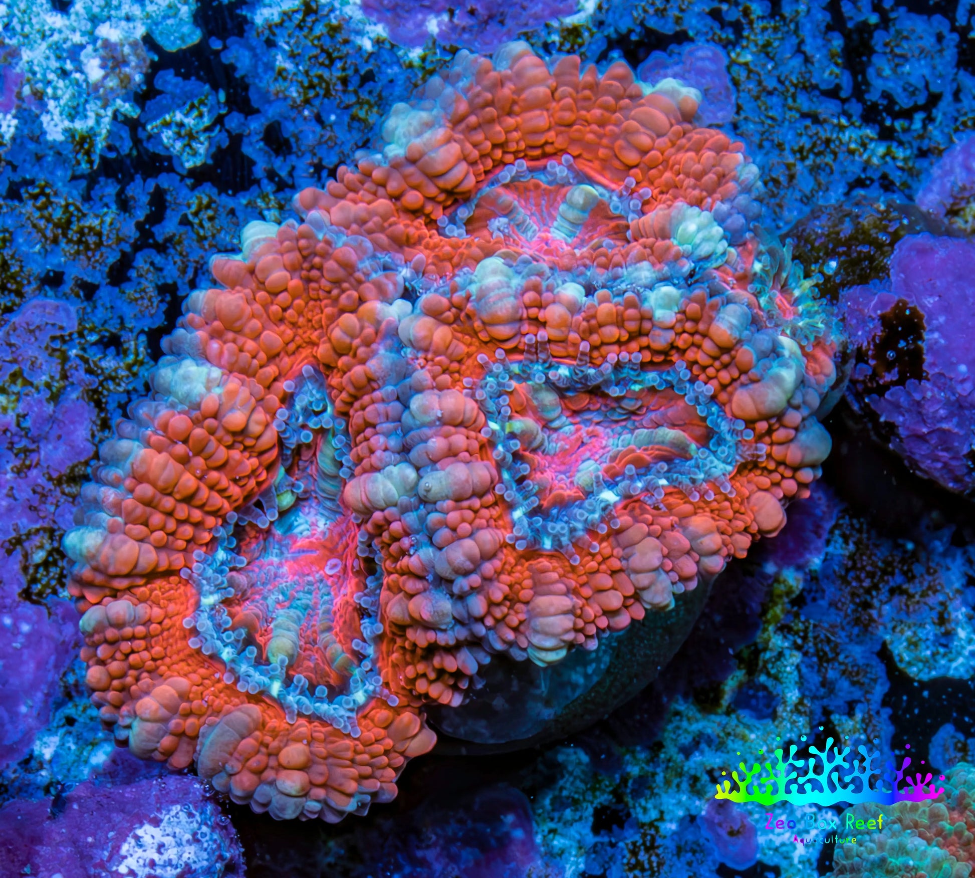 Ultra Acan Coral - Micromussa Lordhowensis - Acan Frag WYSIWYG A2R2B1 Ultra Acan Coral - Micromussa Lordhowensis - Acan Frag WYSIWYG A2R2B1 LPS Coral Ultra Acan Coral - Micromussa Lordhowensis - Acan Frag WYSIWYG A2R2B1 Zeo Box Reef