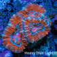 Ultra Acan Coral - Micromussa Lordhowensis - Acan Frag WYSIWYG A2R2B1 Ultra Acan Coral - Micromussa Lordhowensis - Acan Frag WYSIWYG A2R2B1 LPS Coral Ultra Acan Coral - Micromussa Lordhowensis - Acan Frag WYSIWYG A2R2B1 Zeo Box Reef