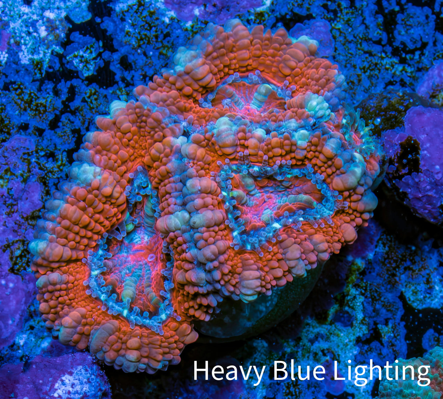 Ultra Acan Coral - Micromussa Lordhowensis - Acan Frag WYSIWYG A2R2B1 Ultra Acan Coral - Micromussa Lordhowensis - Acan Frag WYSIWYG A2R2B1 LPS Coral Ultra Acan Coral - Micromussa Lordhowensis - Acan Frag WYSIWYG A2R2B1 Zeo Box Reef