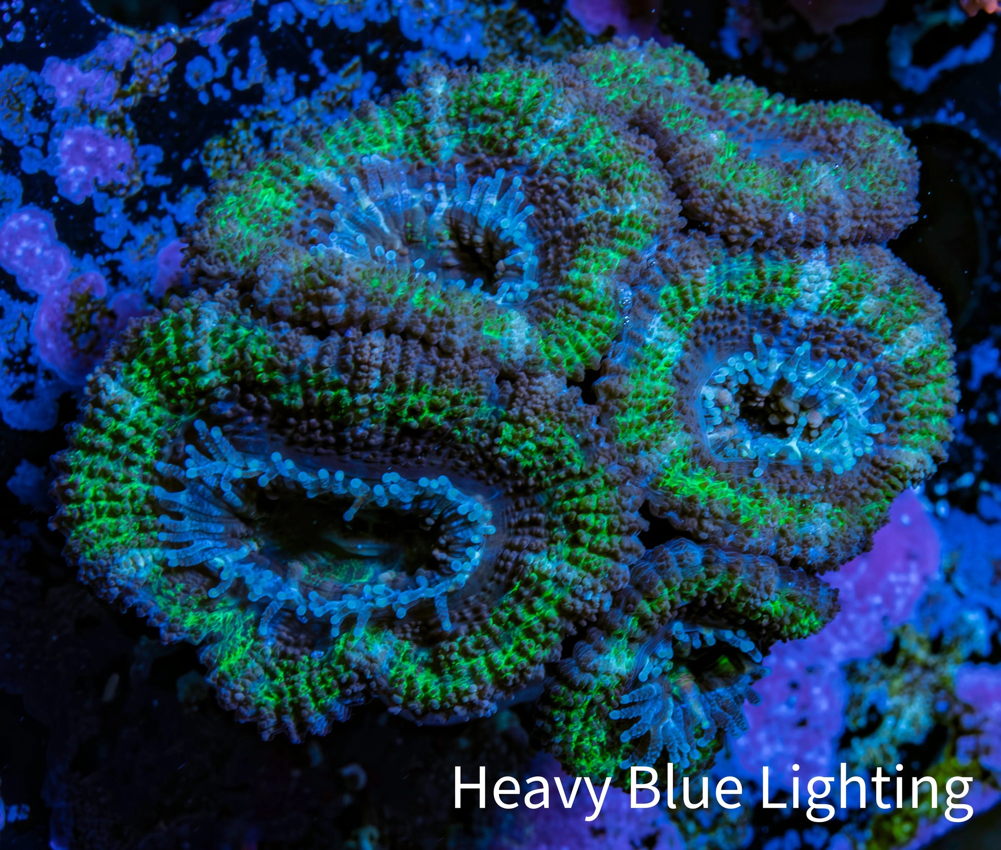 Ultra Acan Coral - Micromussa Lordhowensis - Acan Frag WYSIWYG A2R2B2 Ultra Acan Coral - Micromussa Lordhowensis - Acan Frag WYSIWYG A2R2B2 LPS Coral Ultra Acan Coral - Micromussa Lordhowensis - Acan Frag WYSIWYG A2R2B2 Zeo Box Reef