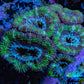 Ultra Acan Coral - Micromussa Lordhowensis - Acan Frag WYSIWYG A2R2B2 Ultra Acan Coral - Micromussa Lordhowensis - Acan Frag WYSIWYG A2R2B2 LPS Coral Ultra Acan Coral - Micromussa Lordhowensis - Acan Frag WYSIWYG A2R2B2 Zeo Box Reef