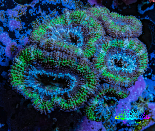 Ultra Acan Coral - Micromussa Lordhowensis - Acan Frag WYSIWYG A2R2B2 Ultra Acan Coral - Micromussa Lordhowensis - Acan Frag WYSIWYG A2R2B2 LPS Coral Ultra Acan Coral - Micromussa Lordhowensis - Acan Frag WYSIWYG A2R2B2 Zeo Box Reef