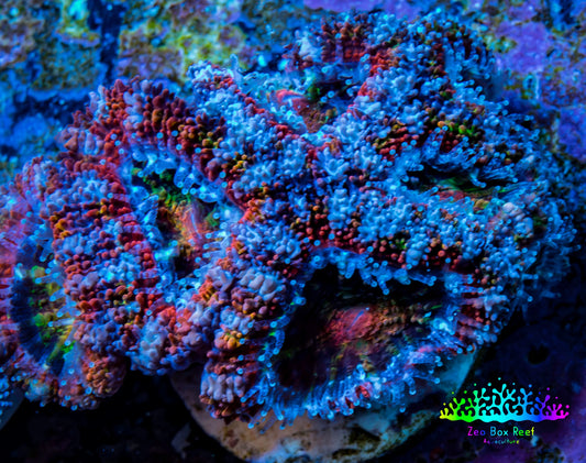 Ultra Acan Coral - Micromussa Lordhowensis - Acan Frag WYSIWYG A2R3B1 Ultra Acan Coral - Micromussa Lordhowensis - Acan Frag WYSIWYG A2R3B1 LPS Coral Ultra Acan Coral - Micromussa Lordhowensis - Acan Frag WYSIWYG A2R3B1 Zeo Box Reef