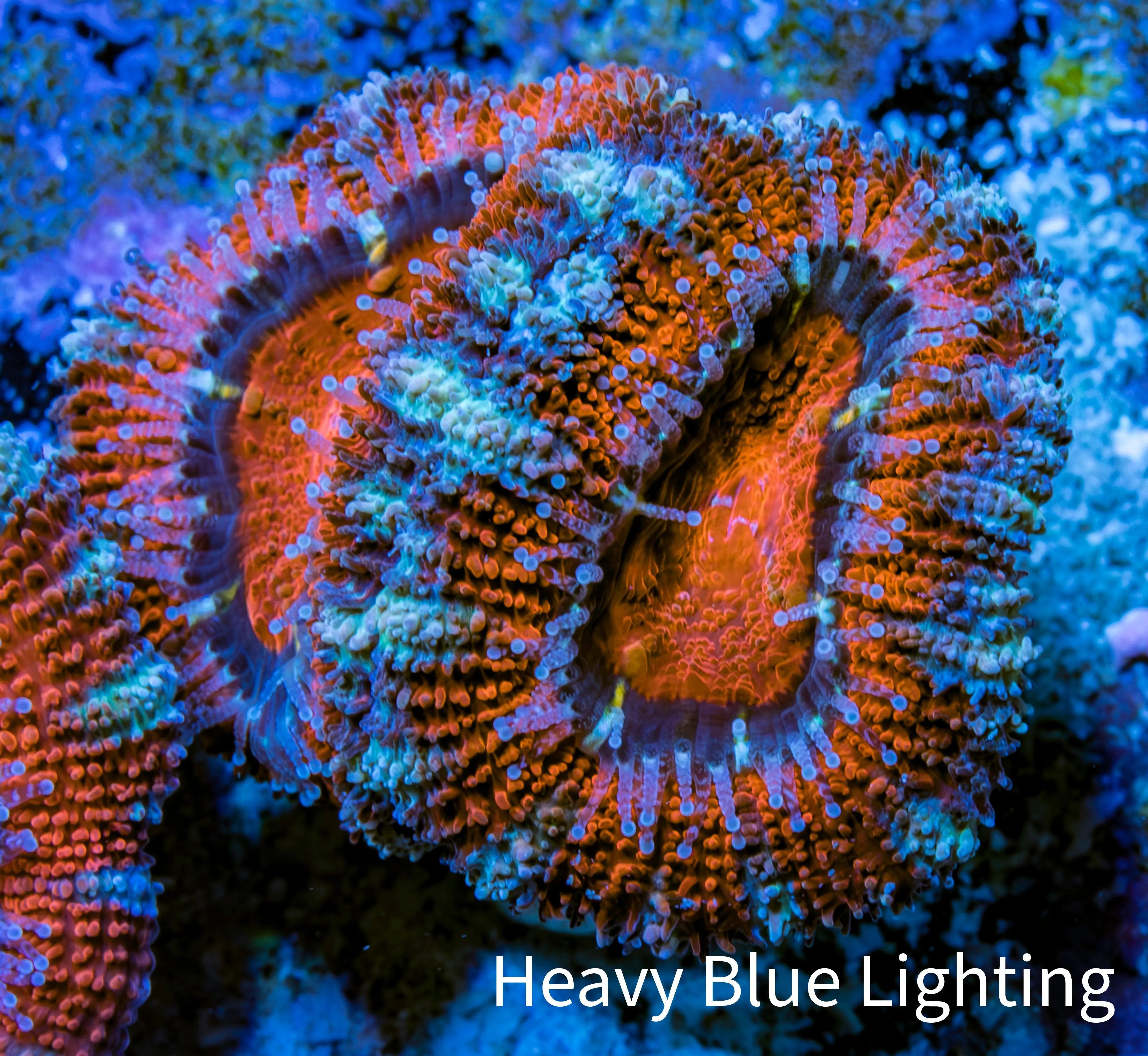 Ultra Green and Purple Acan Corals For Sale AusTralia - Zeo Box Reef ...