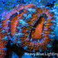 Ultra Acan Coral - Micromussa Lordhowensis - Acan Frag WYSIWYG A2R3B1 Ultra Acan Coral - Micromussa Lordhowensis - Acan Frag WYSIWYG A2R3B1 LPS Coral Ultra Acan Coral - Micromussa Lordhowensis - Acan Frag WYSIWYG A2R3B1 Zeo Box Reef