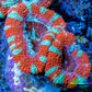 Ultra Acan Coral - Micromussa Lordhowensis - Acan Frag WYSIWYG A2R3B1 Ultra Acan Coral - Micromussa Lordhowensis - Acan Frag WYSIWYG A2R3B1 LPS Coral Ultra Acan Coral - Micromussa Lordhowensis - Acan Frag WYSIWYG A2R3B1 Zeo Box Reef