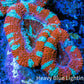 Ultra Acan Coral - Micromussa Lordhowensis - Acan Frag WYSIWYG A2R3B1 Ultra Acan Coral - Micromussa Lordhowensis - Acan Frag WYSIWYG A2R3B1 LPS Coral Ultra Acan Coral - Micromussa Lordhowensis - Acan Frag WYSIWYG A2R3B1 Zeo Box Reef