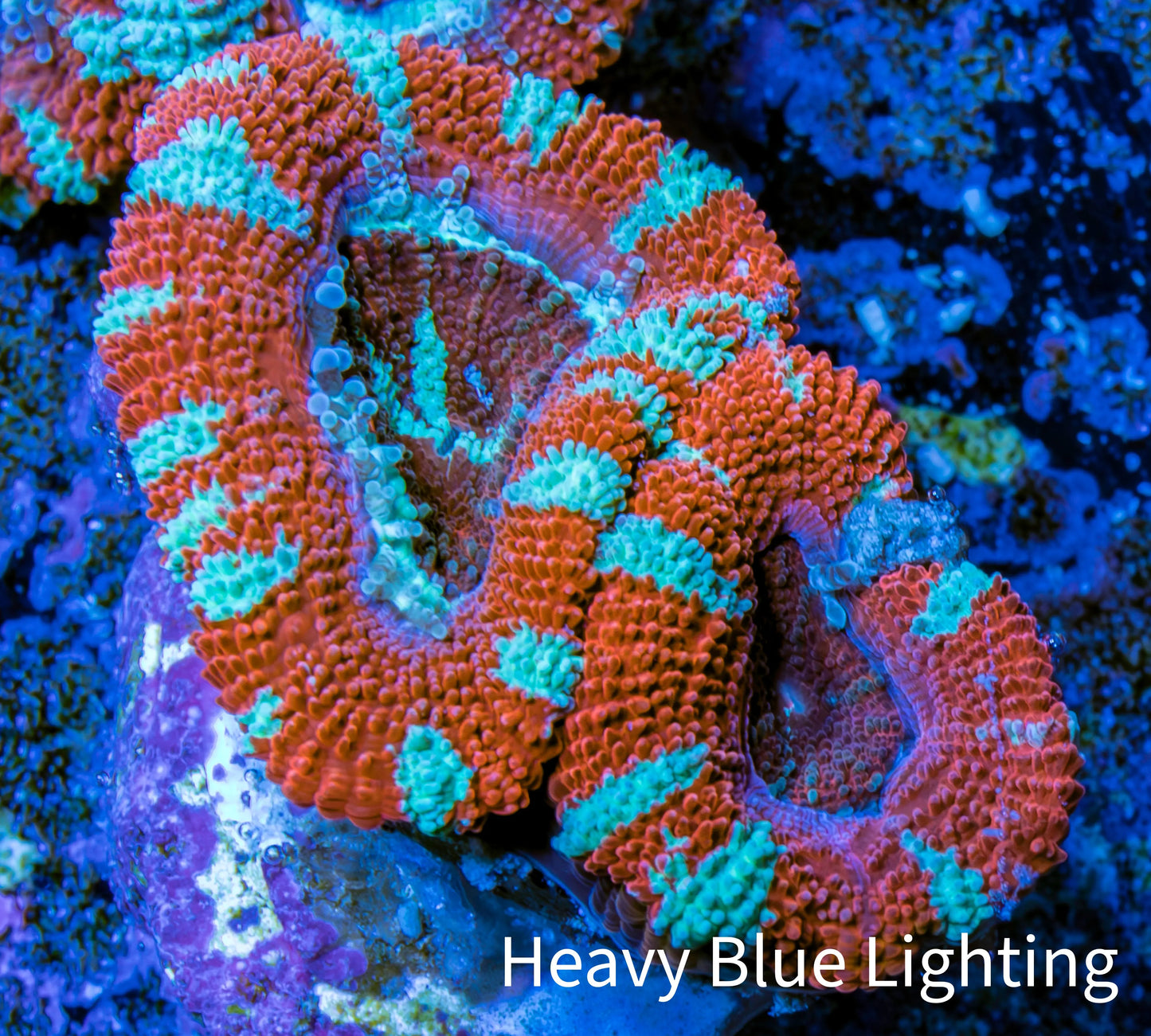 Ultra Acan Coral - Micromussa Lordhowensis - Acan Frag WYSIWYG A2R3B1 Ultra Acan Coral - Micromussa Lordhowensis - Acan Frag WYSIWYG A2R3B1 LPS Coral Ultra Acan Coral - Micromussa Lordhowensis - Acan Frag WYSIWYG A2R3B1 Zeo Box Reef