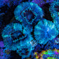 Ultra Acan Coral - Micromussa Lordhowensis - Acan Frag WYSIWYG A3R2B1 Ultra Acan Coral - Micromussa Lordhowensis - Acan Frag WYSIWYG A3R2B1 LPS Coral Ultra Acan Coral - Micromussa Lordhowensis - Acan Frag WYSIWYG A3R2B1 Zeo Box Reef
