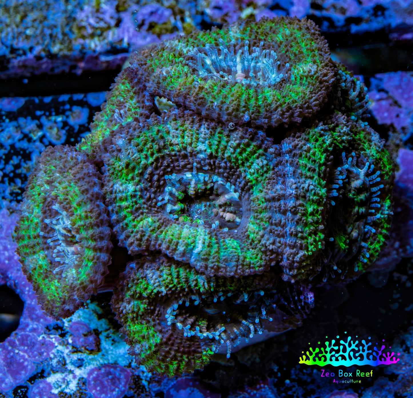 Ultra Acan Coral - Micromussa Lordhowensis - Acan Frag WYSIWYG A3R2B1 Ultra Acan Coral - Micromussa Lordhowensis - Acan Frag WYSIWYG A3R2B1 LPS Coral Ultra Acan Coral - Micromussa Lordhowensis - Acan Frag WYSIWYG A3R2B1 Zeo Box Reef
