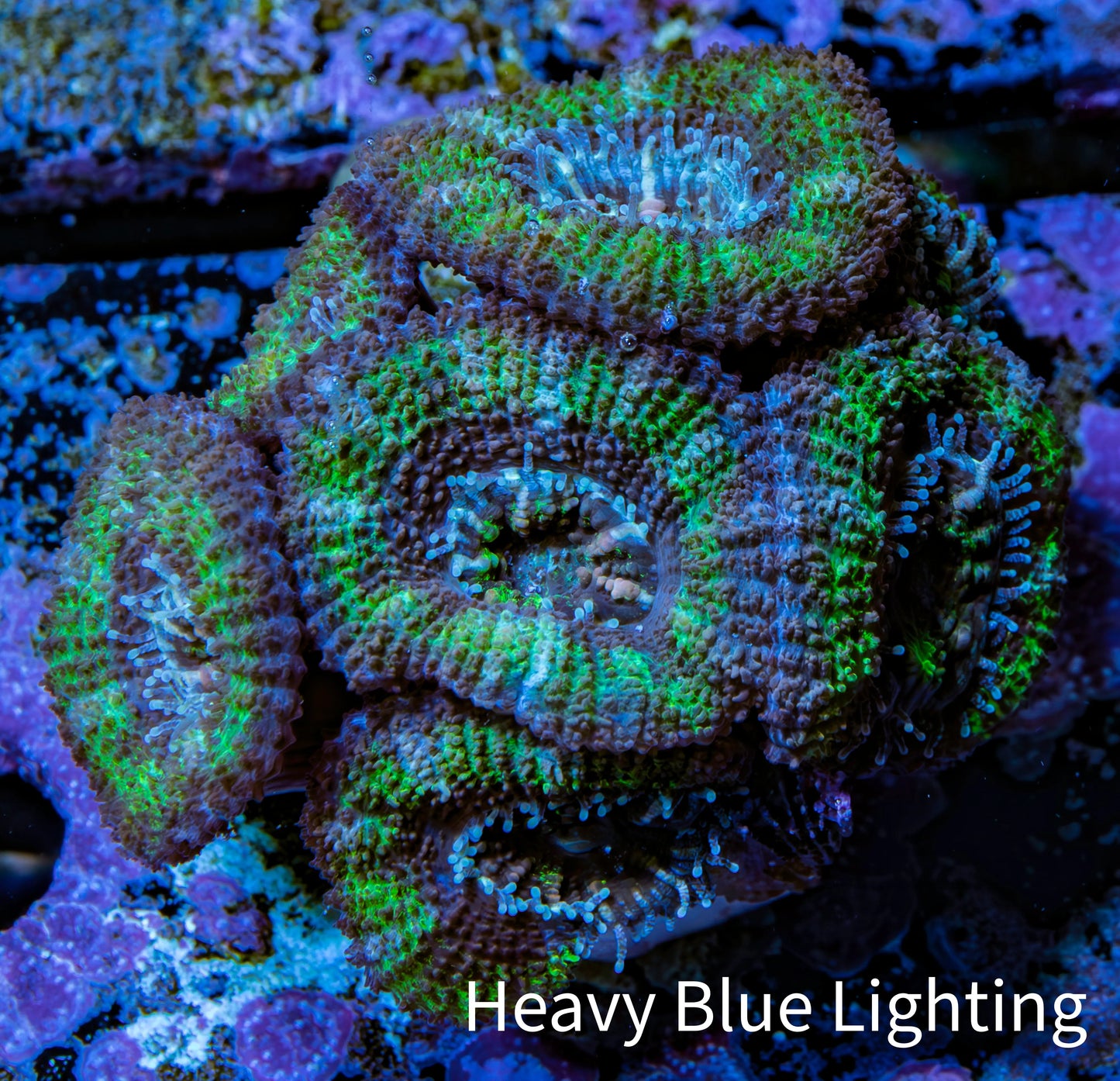 Ultra Acan Coral - Micromussa Lordhowensis - Acan Frag WYSIWYG A3R2B1 Ultra Acan Coral - Micromussa Lordhowensis - Acan Frag WYSIWYG A3R2B1 LPS Coral Ultra Acan Coral - Micromussa Lordhowensis - Acan Frag WYSIWYG A3R2B1 Zeo Box Reef