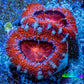 Ultra Acan Coral - Micromussa Lordhowensis - Acan Frag WYSIWYG A3R3B1 Ultra Acan Coral - Micromussa Lordhowensis - Acan Frag WYSIWYG A3R3B1 LPS Coral Ultra Acan Coral - Micromussa Lordhowensis - Acan Frag WYSIWYG A3R3B1 Zeo Box Reef