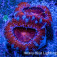 Ultra Acan Coral - Micromussa Lordhowensis - Acan Frag WYSIWYG A3R3B1 Ultra Acan Coral - Micromussa Lordhowensis - Acan Frag WYSIWYG A3R3B1 LPS Coral Ultra Acan Coral - Micromussa Lordhowensis - Acan Frag WYSIWYG A3R3B1 Zeo Box Reef